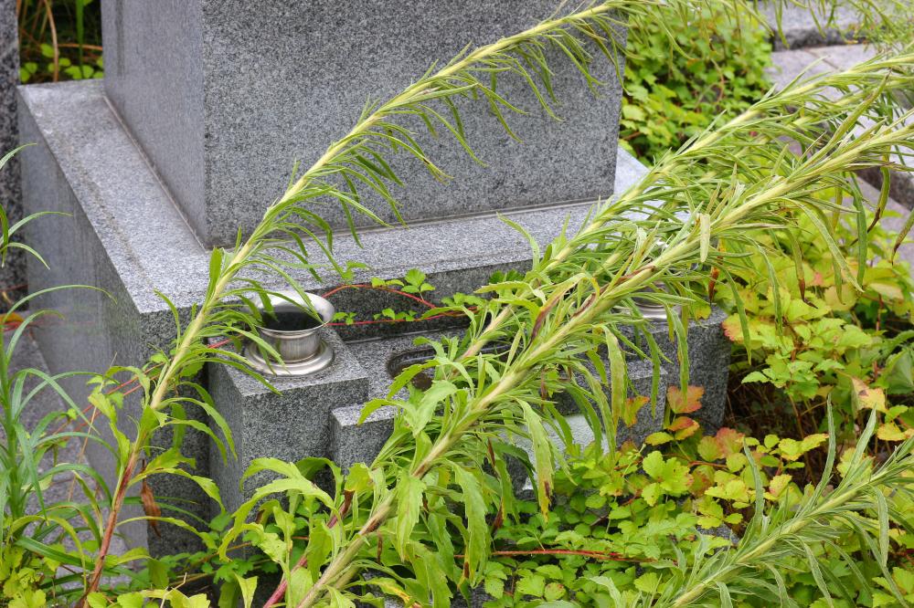 tombe et mauvaises herbes