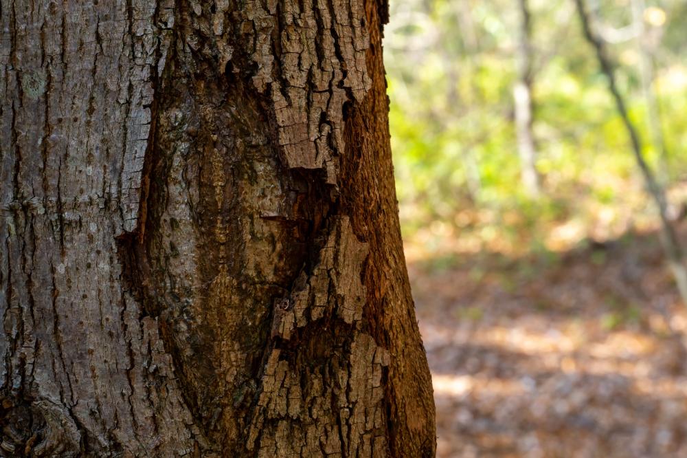 arbre malade