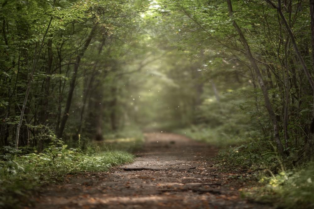 chemin de forêt